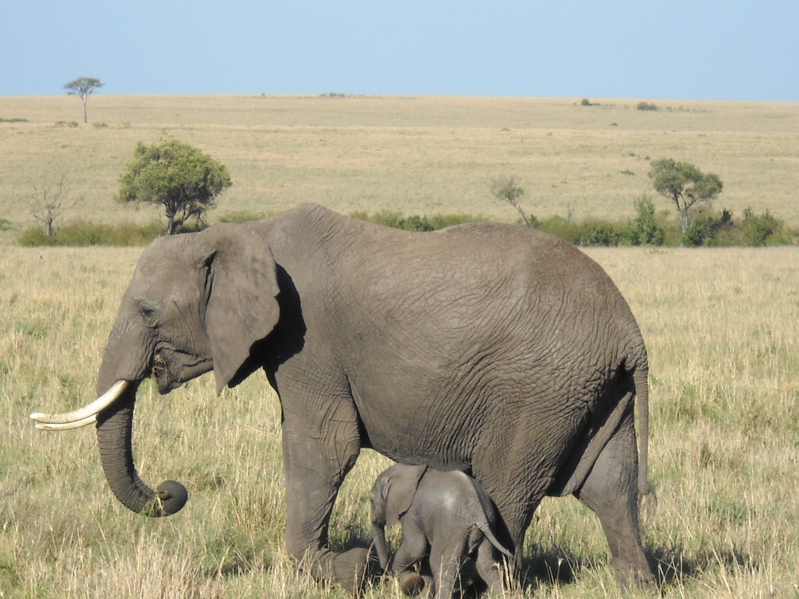 Pictures Of Animals And Their Babies