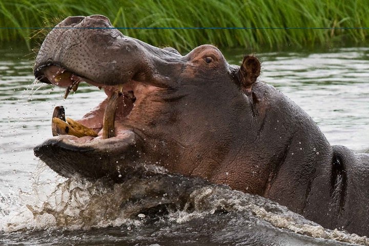 Pictures Of Animals That Live In Water