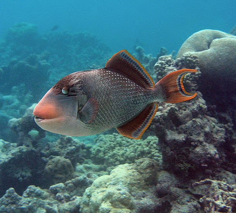 Pictures Of Animals That Live In Water