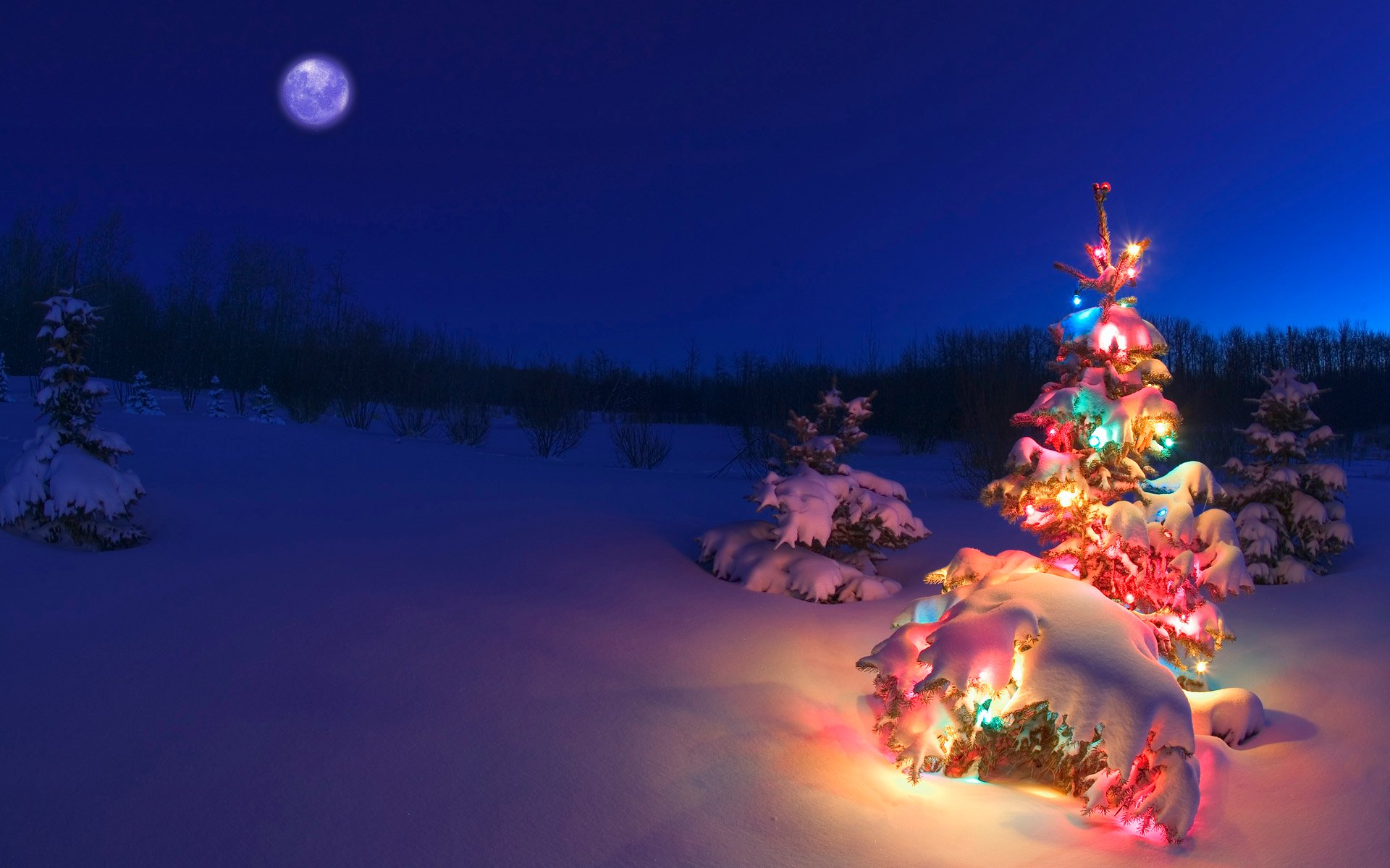 Pictures Of Christmas Trees In The Snow