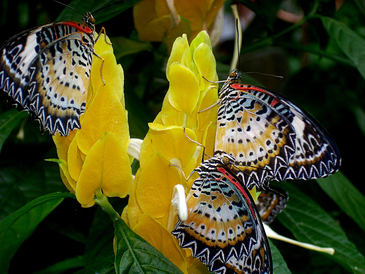 Pictures Of Flowers And Butterflies