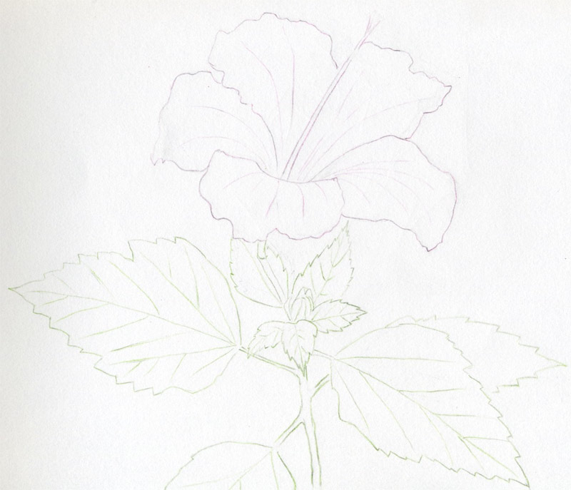 Pictures Of Flowers To Color