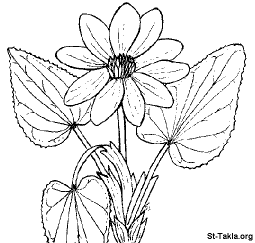 Pictures Of Flowers To Color