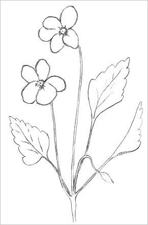 Pictures Of Flowers To Draw