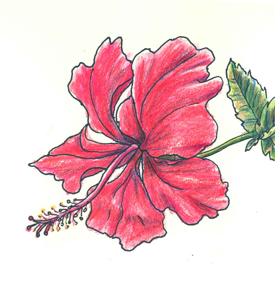 Pictures Of Flowers To Draw