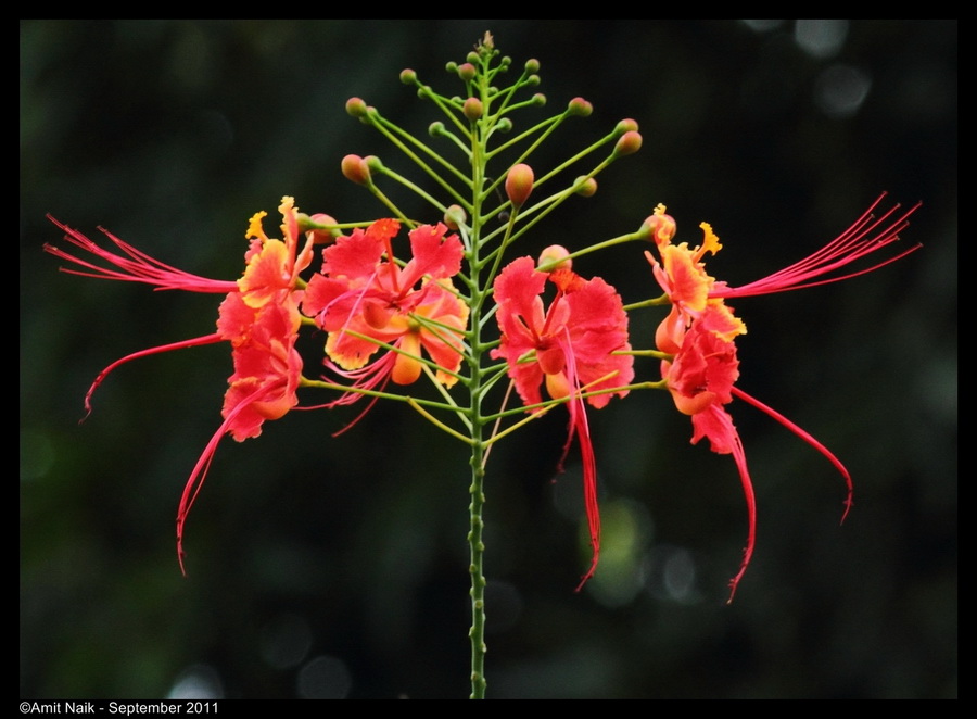 Pictures Of Flowers With Names In Hindi