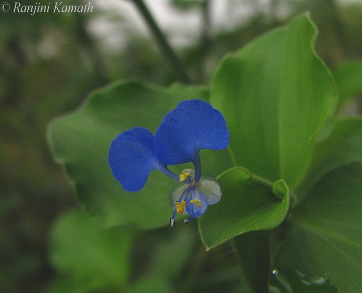 Pictures Of Flowers With Names In Hindi