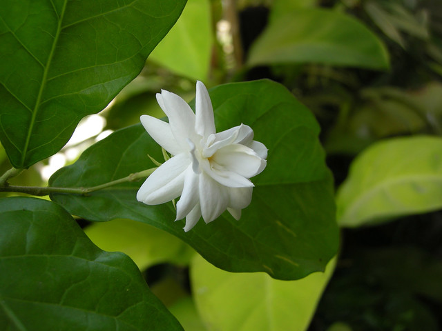 Pictures Of Flowers With Names In Hindi