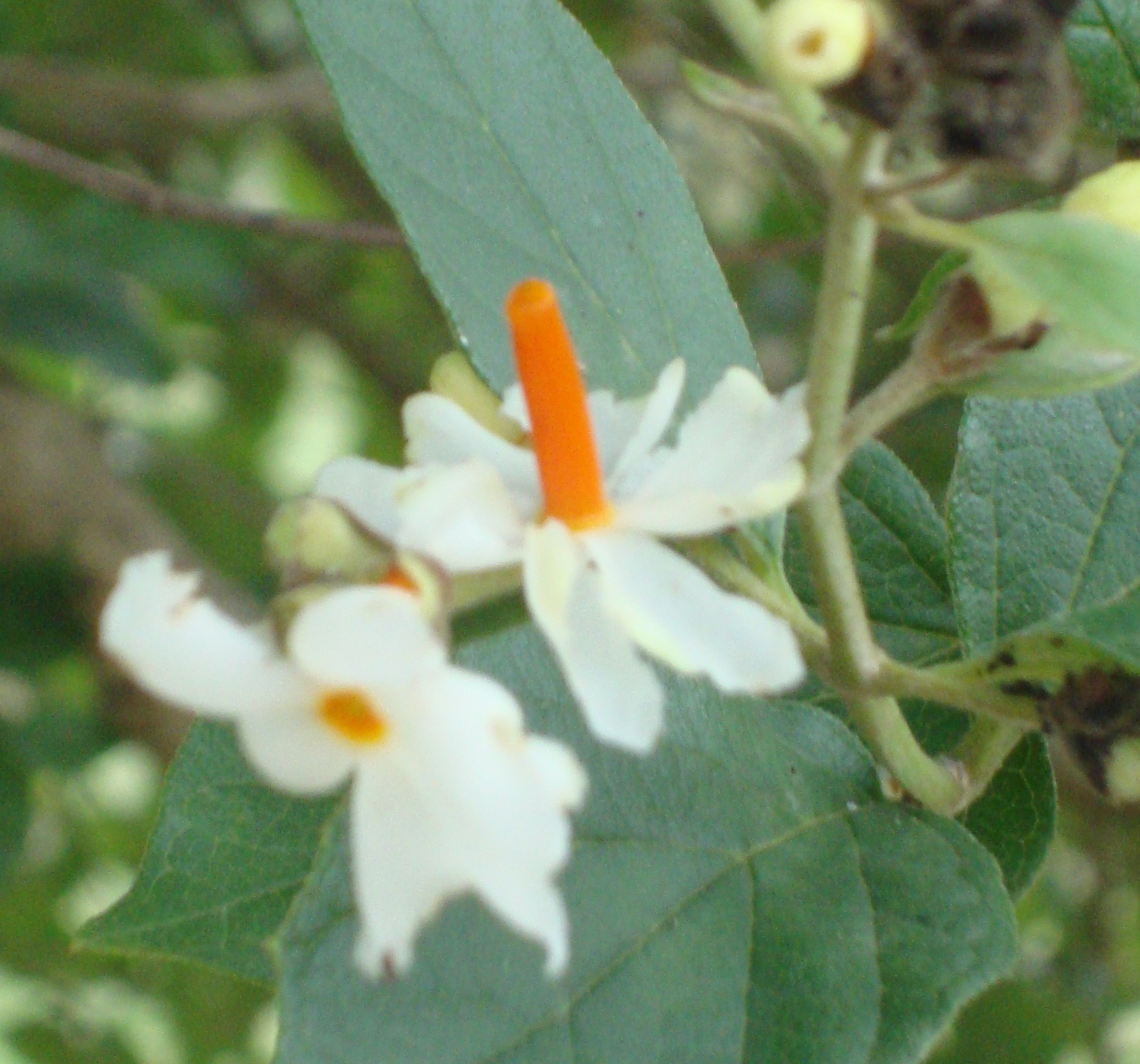 Pictures Of Flowers With Names In Hindi