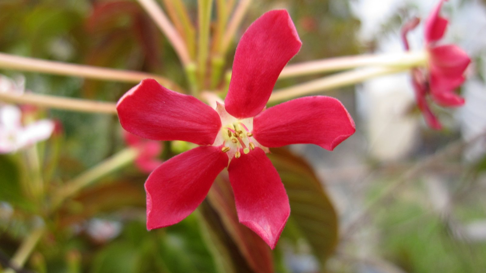 Pictures Of Flowers With Names In Hindi