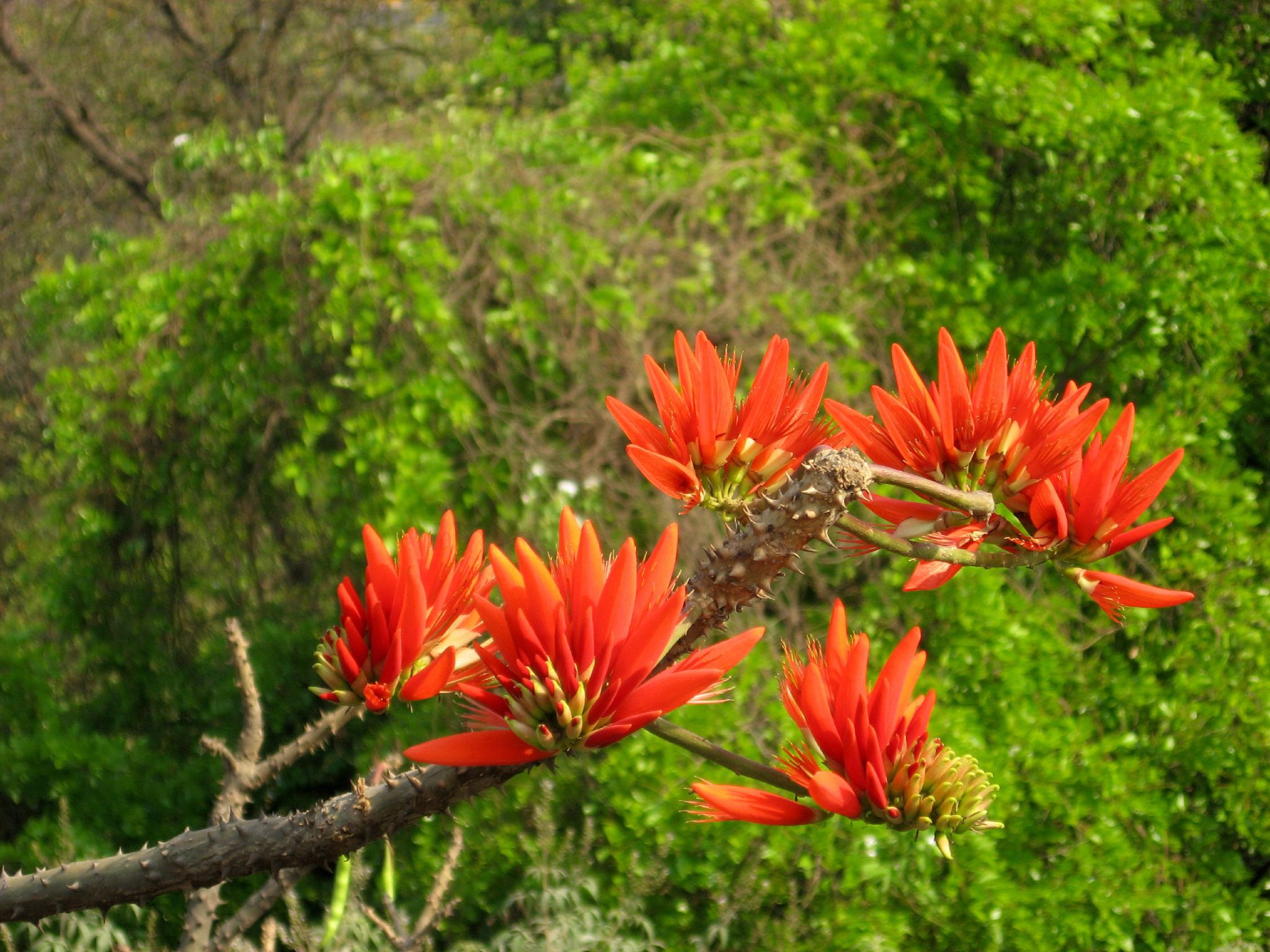 Pictures Of Flowers With Names In Hindi