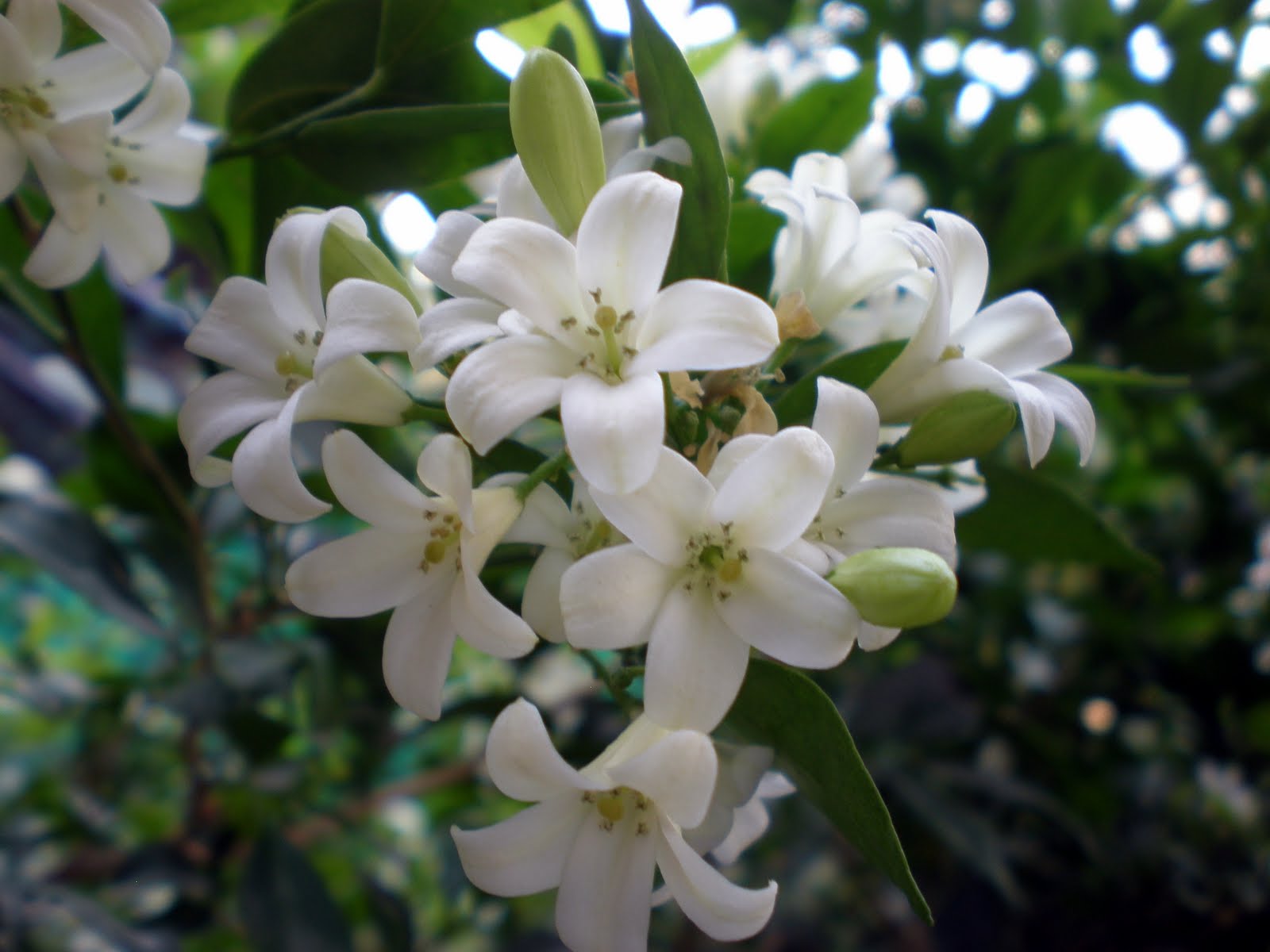 Pictures Of Flowers With Names In Hindi