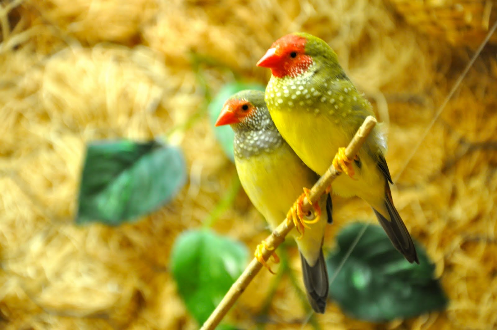 Pictures Of Love Birds