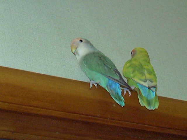 Pictures Of Love Birds