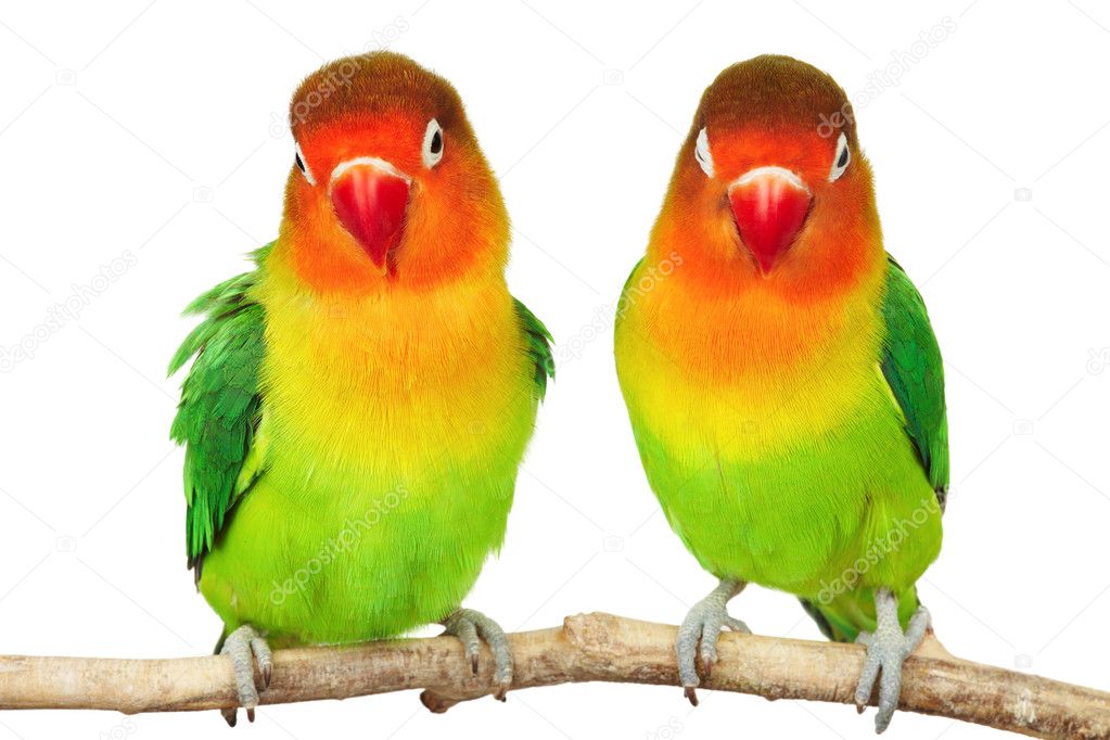 Pictures Of Love Birds