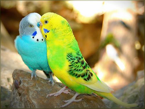 Pictures Of Love Birds