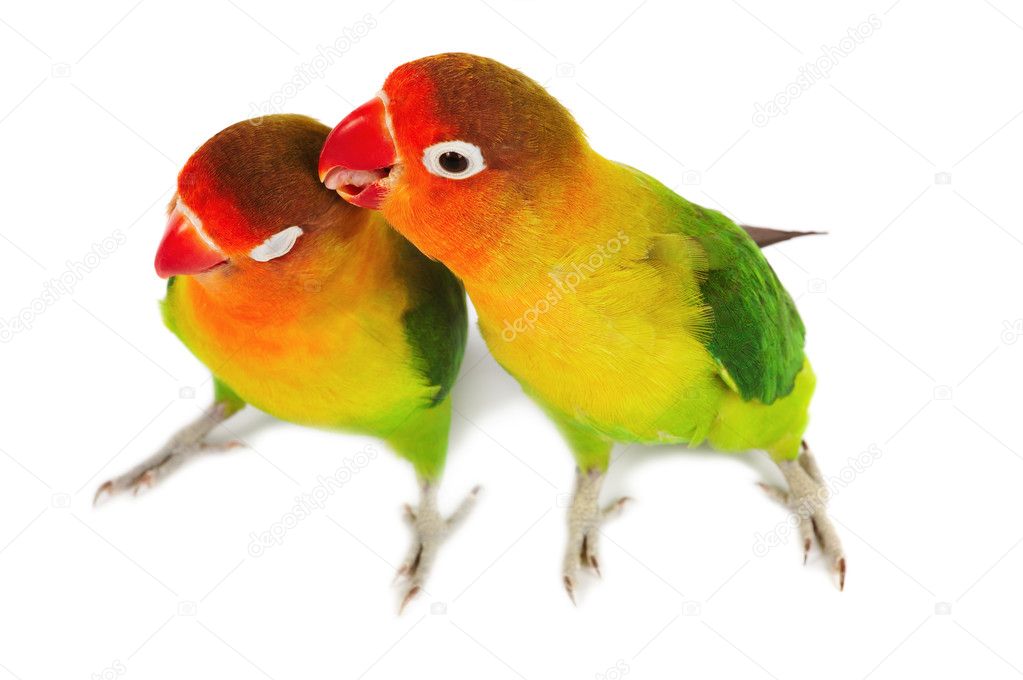 Pictures Of Love Birds