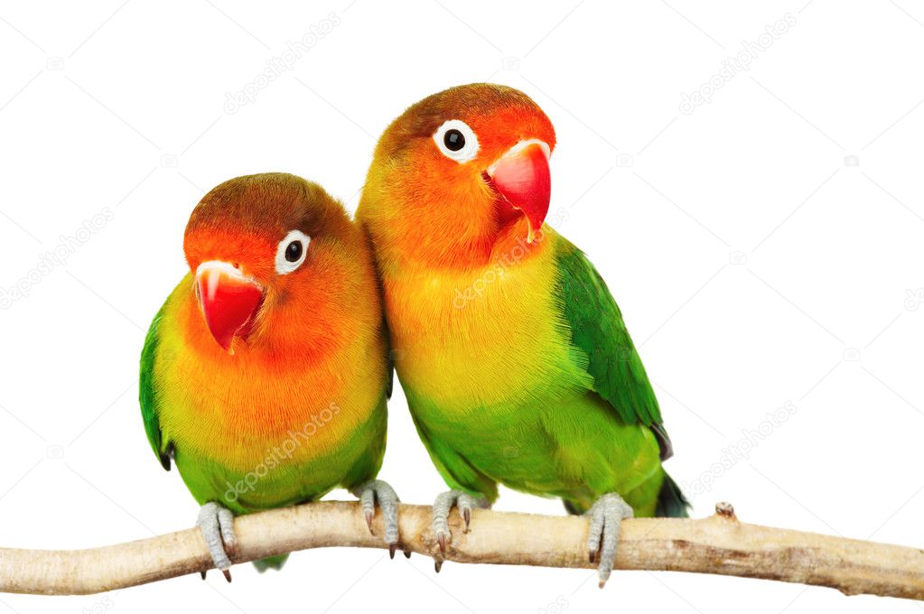 Pictures Of Love Birds