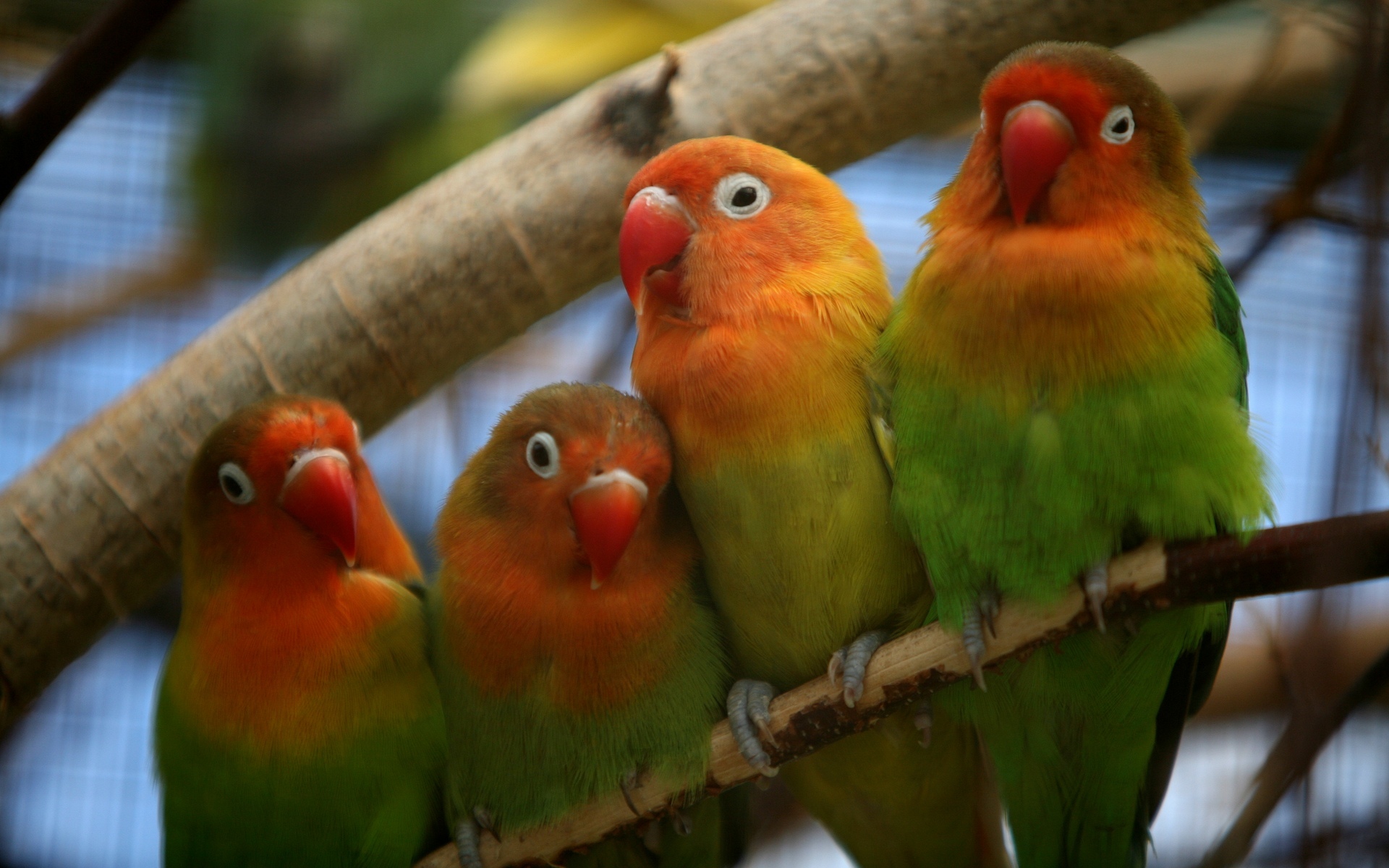 Pictures Of Love Birds