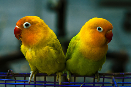 Pictures Of Love Birds