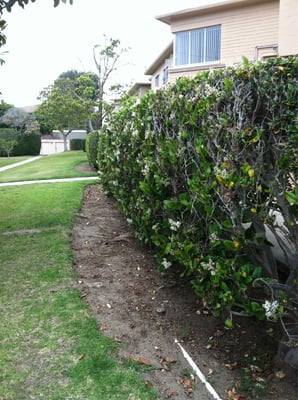 Privacy Hedges