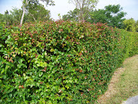 Privacy Hedges Florida