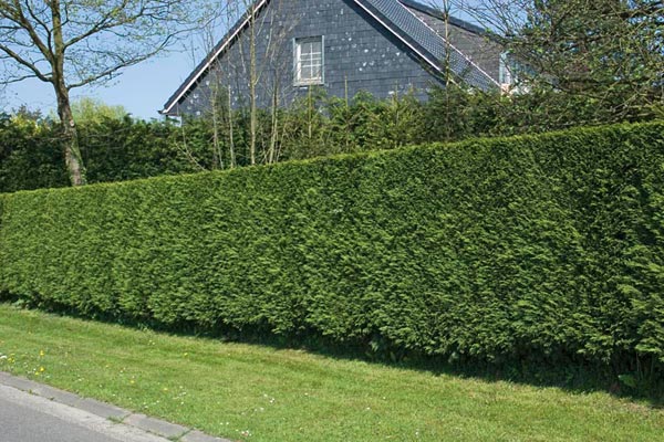 Privacy Hedges Florida