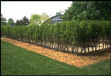 Privacy Hedges Zone 6