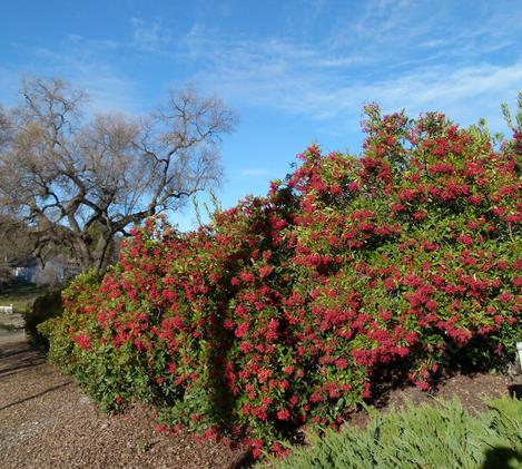 Privacy Hedges Zone 6