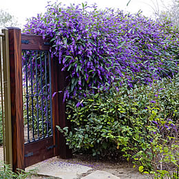 Privacy Hedges Zone 6