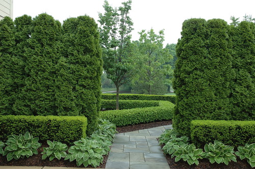 Privacy Hedges Zone 6