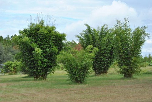 Privacy Hedges Zone 9