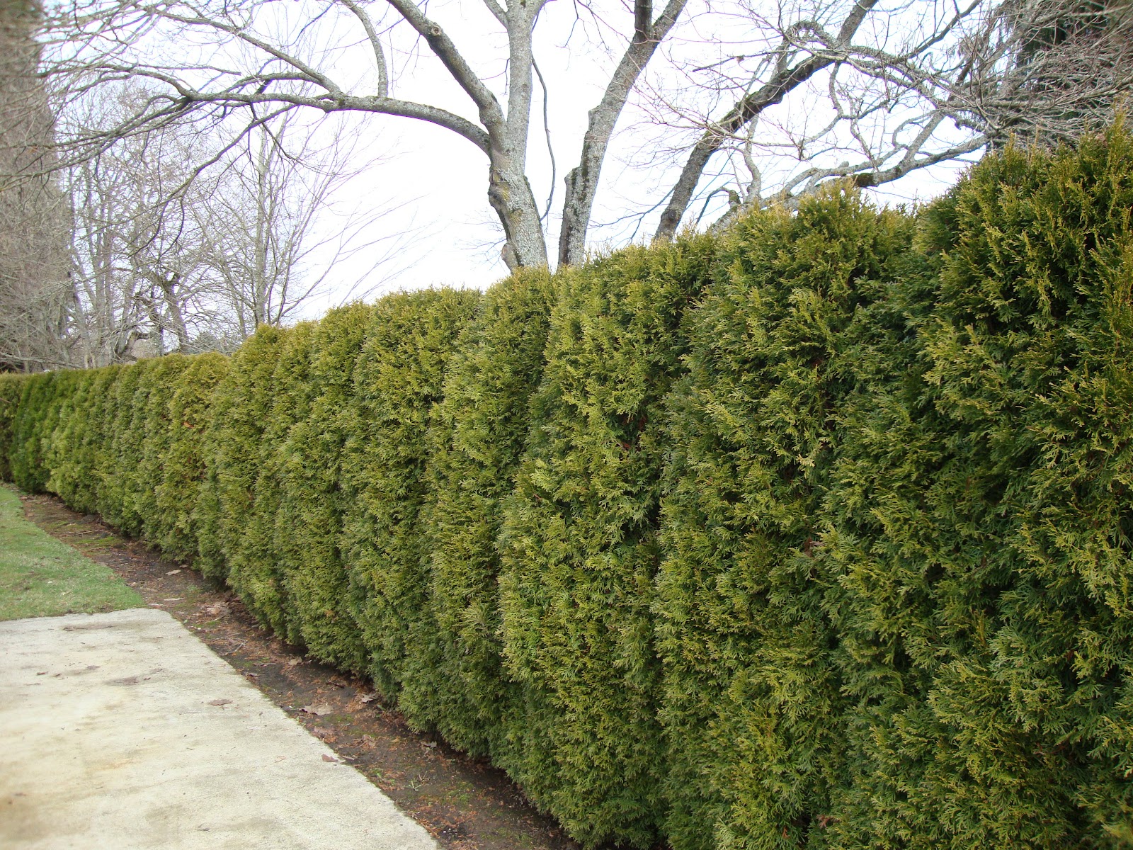 Privacy Trees And Shrubs