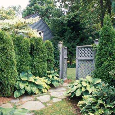 Privacy Trees And Shrubs