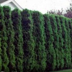 Privacy Trees And Shrubs