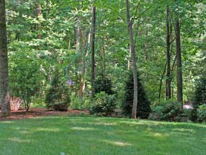 Privacy Trees Landscaping