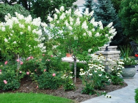 Privacy Trees Or Shrubs