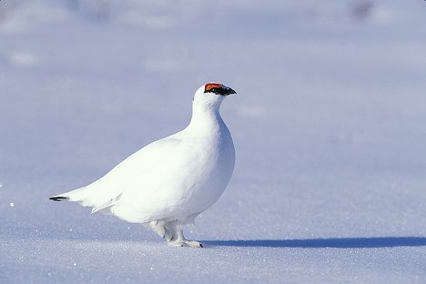 Ptarmigan Bird