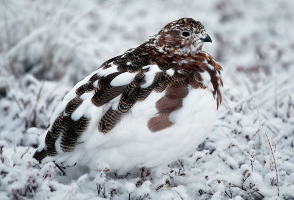 Ptarmigan Bird