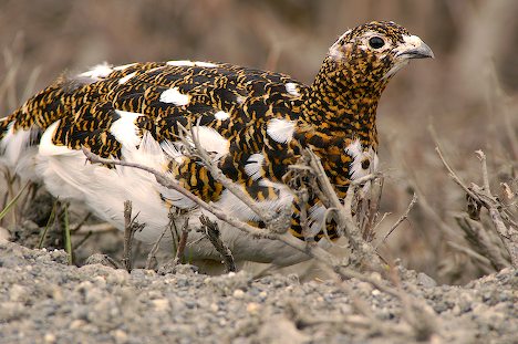 Ptarmigan Bird