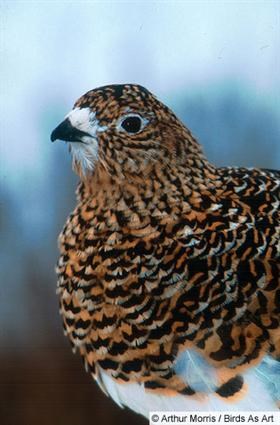 Ptarmigan Bird