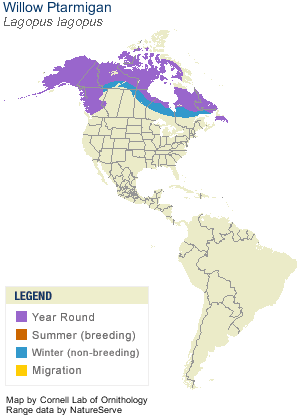 Ptarmigan Bird