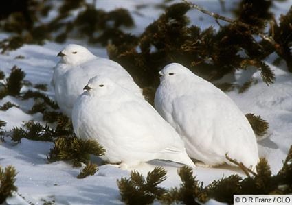 Ptarmigan Bird Call