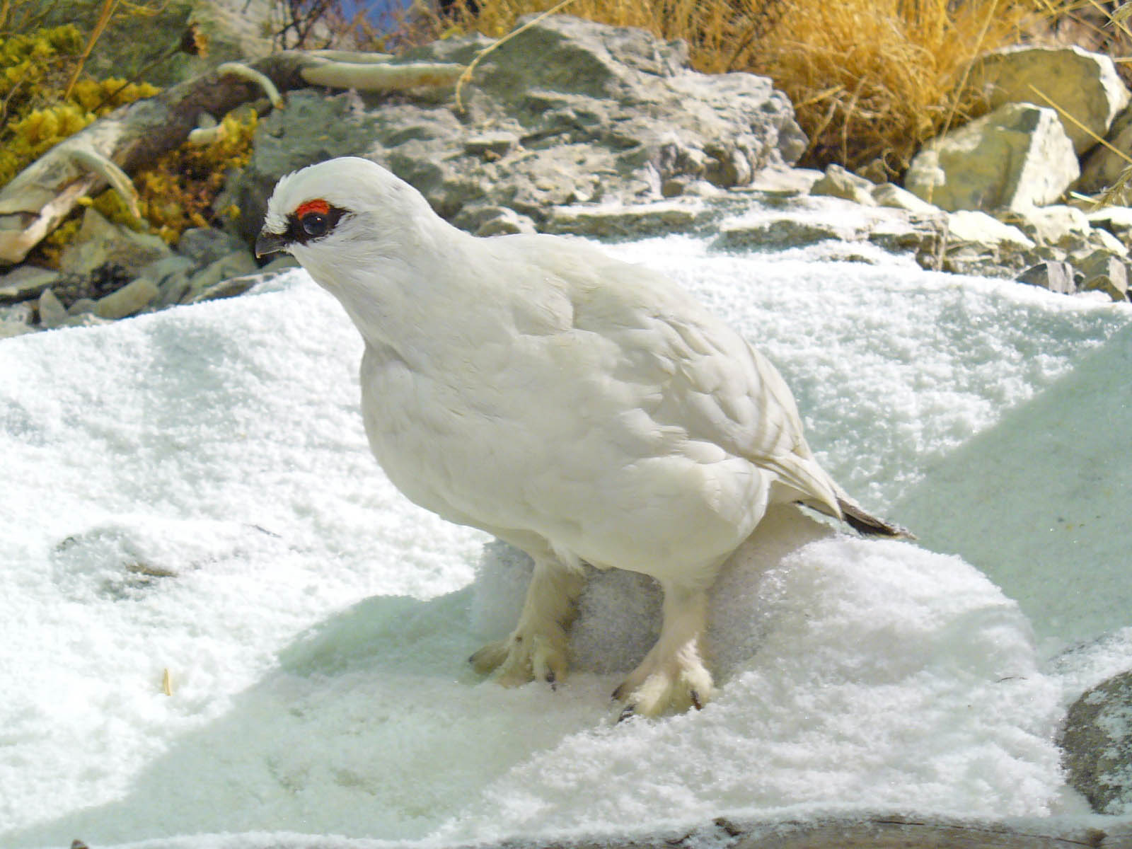 Ptarmigan Bird Call