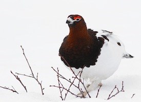 Ptarmigan Bird Call