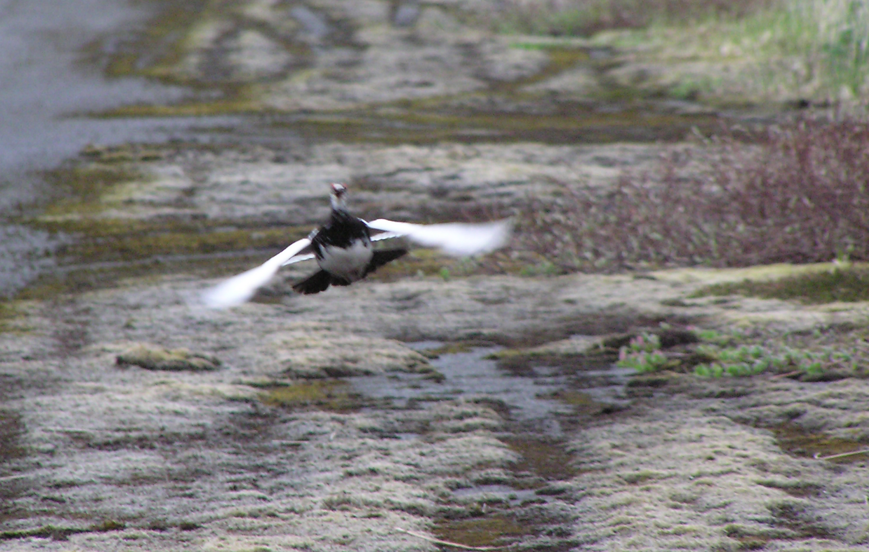 Ptarmigan Pictures