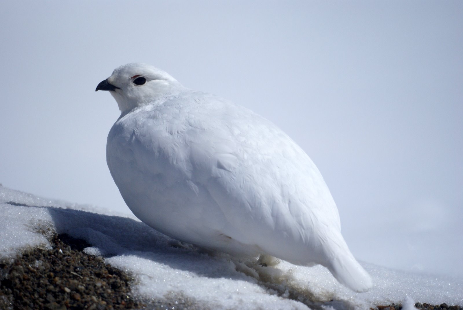 Ptarmigan Pictures