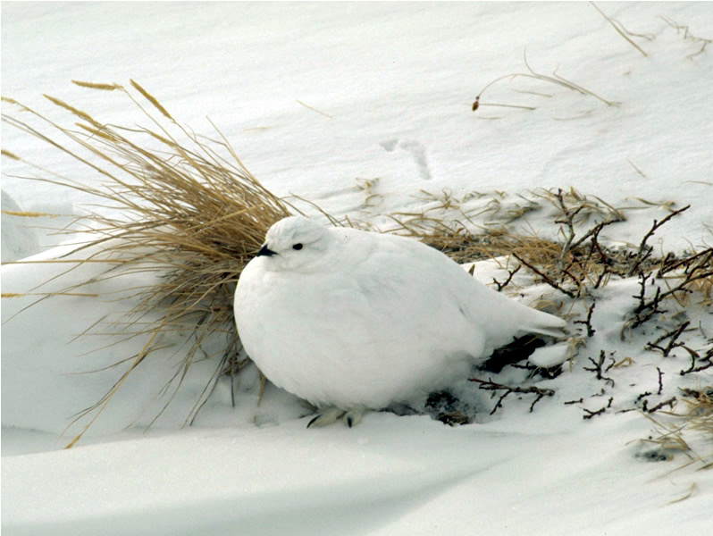 Ptarmigan Pictures