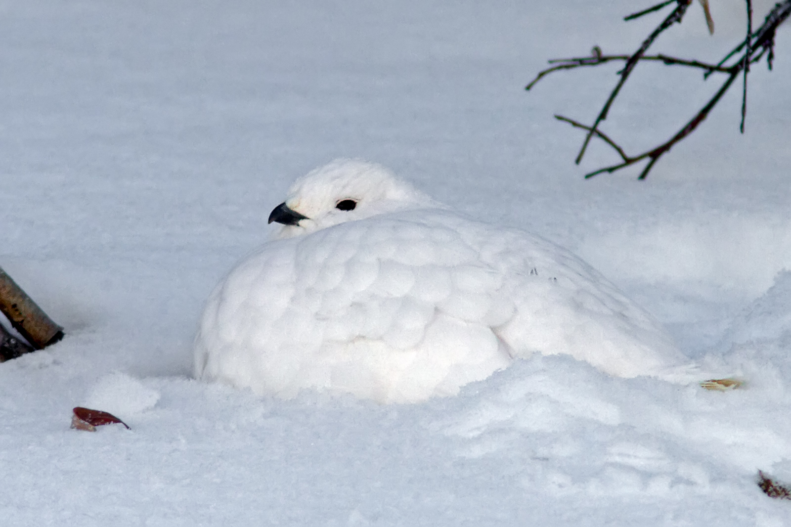 Ptarmigan Pictures