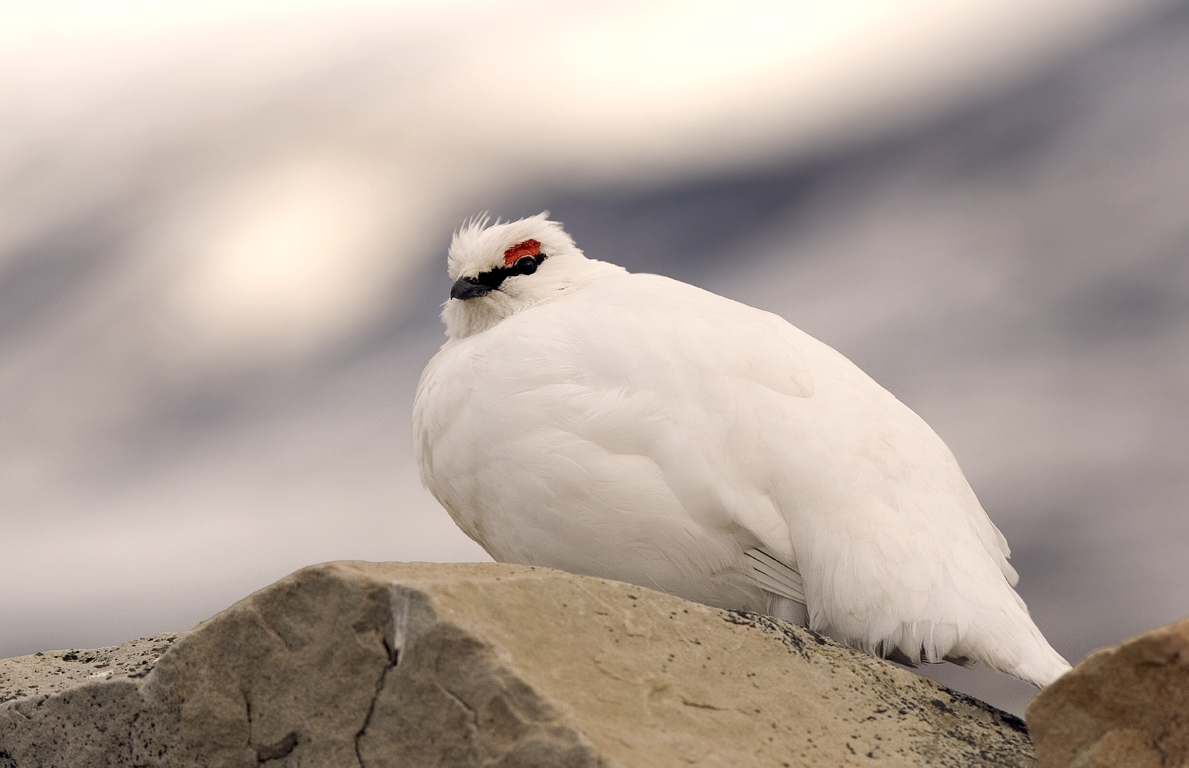 Ptarmigan Pictures